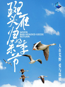 斑头雁归来的季节