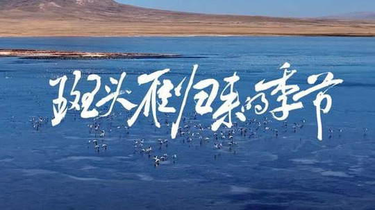 斑头雁归来的季节（2025年电视剧）