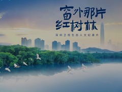 窗外那片红树林