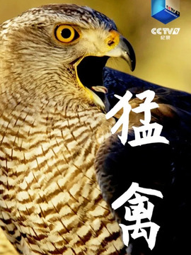猛禽