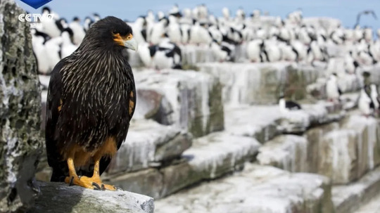 猛禽（2025年电视剧）