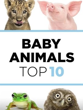 動物寶寶大比拼