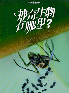 神奇生物在哪里？