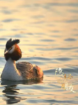 隱秘的朋友