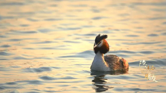 隐秘的朋友（2024年电视剧）