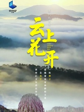 云上花开