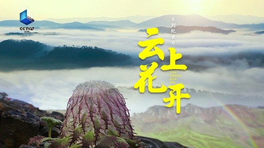 云上花开（2023年电视剧）