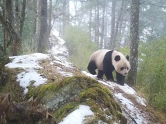 共生之境-大熊猫国家公园唐家河片区