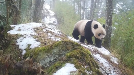 共生之境-大熊猫国家公园唐家河片区（2025年电视剧）