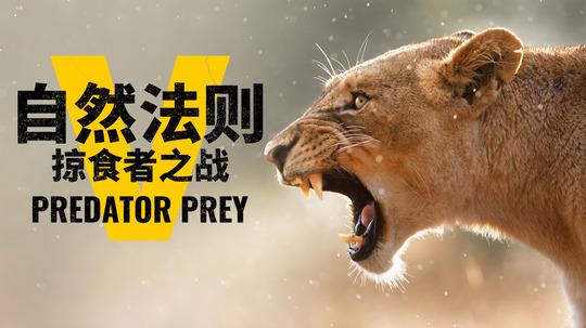 自然法则：掠食者之战（2025年电视剧）