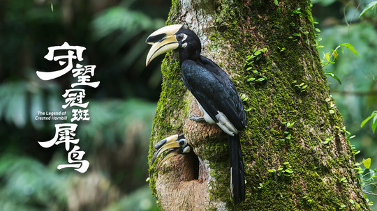 守望冠斑犀鸟（2025年电视剧）