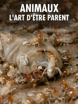 大自然中的父母之愛