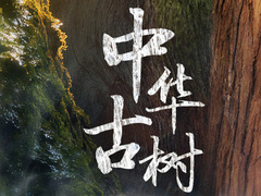 中华古树
