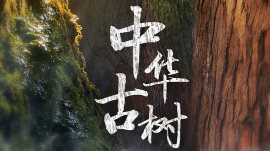 中华古树（2025年电视剧）