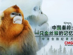 中国秦岭:一只金丝猴的记忆