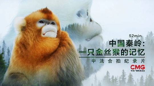 中国秦岭:一只金丝猴的记忆（2023年电视剧）