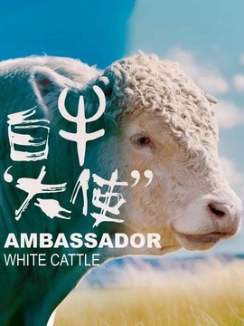 白牛大使