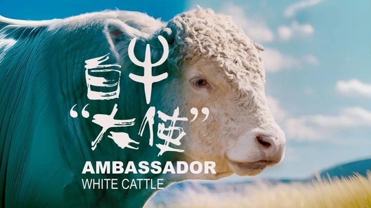 白牛大使（2026年电视剧）