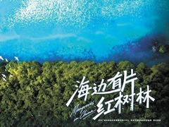 海边有片红树林