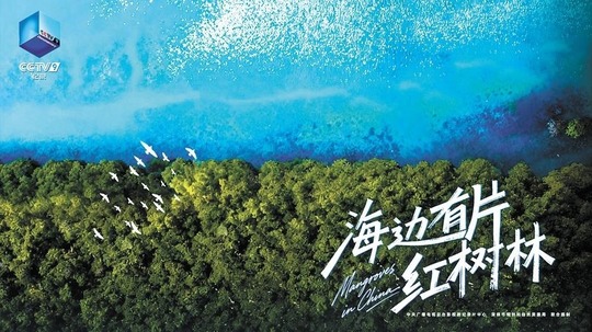 海边有片红树林（2026年电视剧）