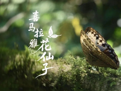 喜马拉雅花仙子