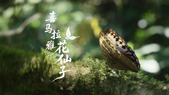 喜马拉雅花仙子（2025年电视剧）