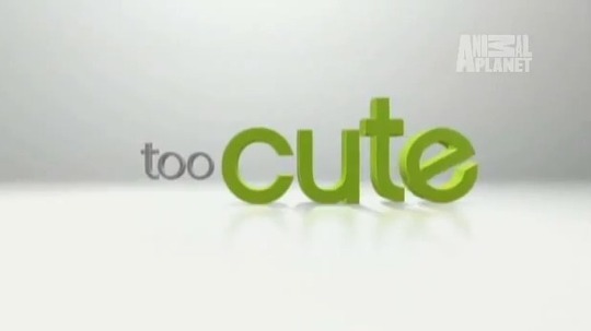 萌宠成长记（2013年电视剧）