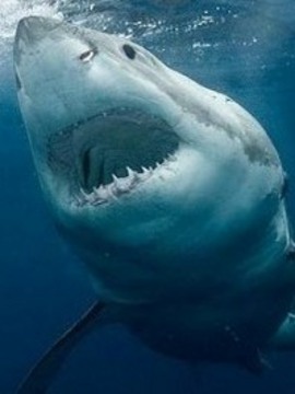 K&ouml;pek Balıkları Saldırınca