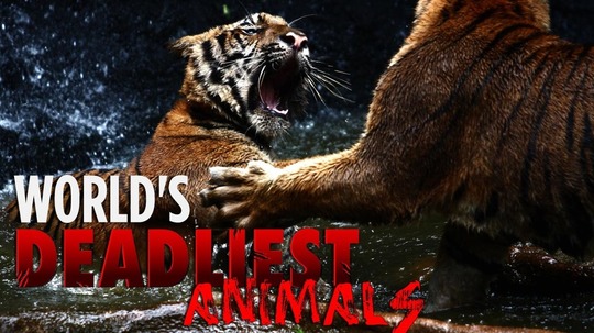 世界致命动物（2009年电视剧）