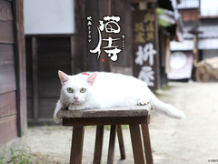 猫侍 北村一辉