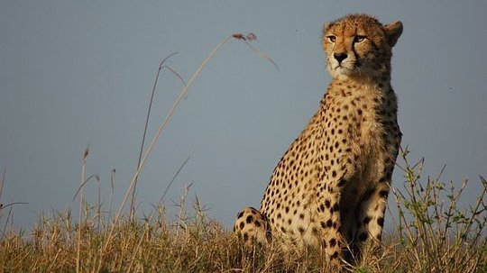 猎豹生死兄弟（2010年电视剧）