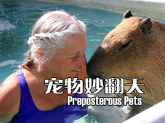 宠物妙翻天