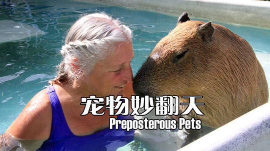 宠物妙翻天（0年电视剧）