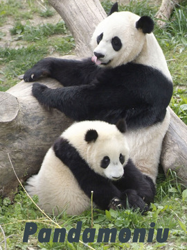 熊猫总动员