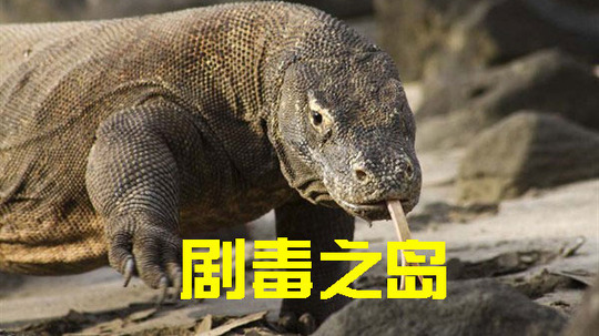 剧毒之岛（0年电视剧）