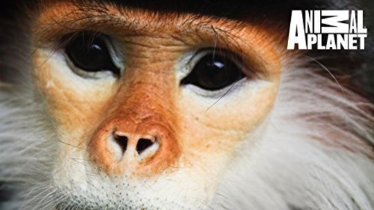 中南半岛野生大地（2014年电视剧）