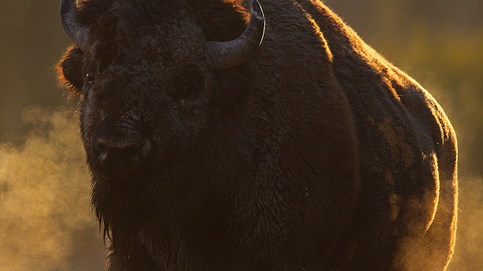 美洲野牛求生录（2005年电视剧）