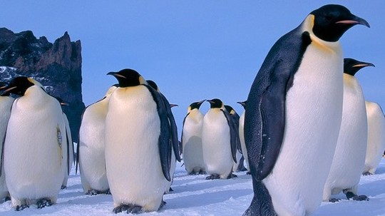 企鹅的一生（0年电视剧）