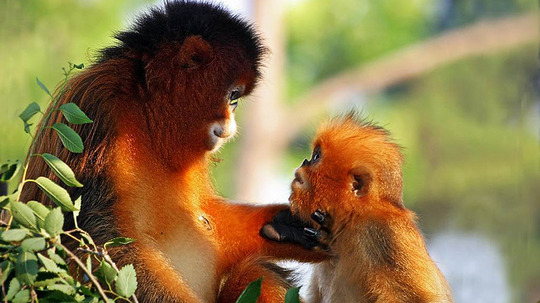 寻找黔金丝猴（2011年电视剧）