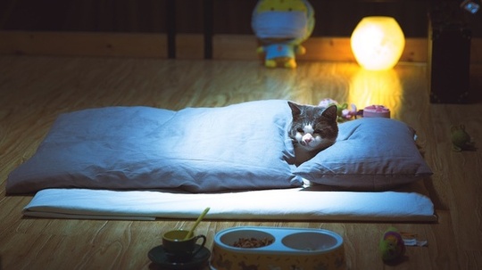 喵星人抢不到（2014年电视剧）