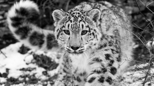 阿富汗雪豹（0年电视剧）