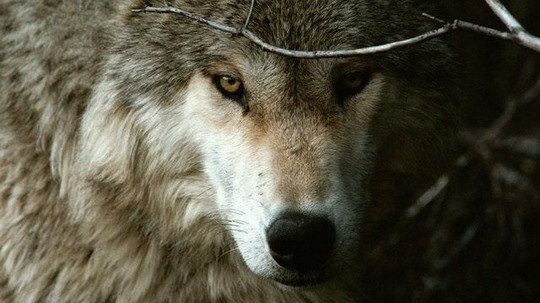 与狼共舞（2011年电视剧）