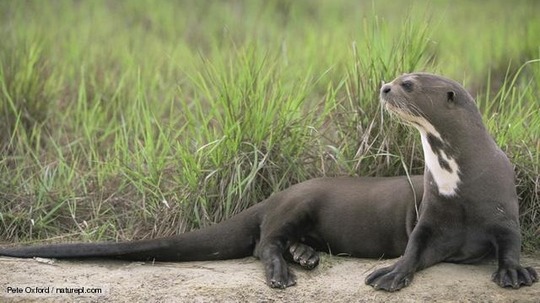 亚马逊大水獭（2015年电视剧）