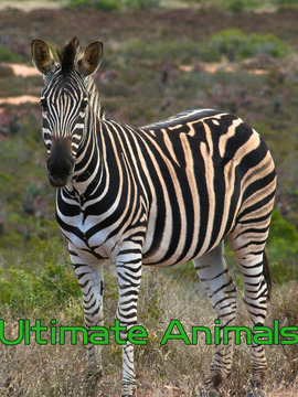 Ultimate Animals