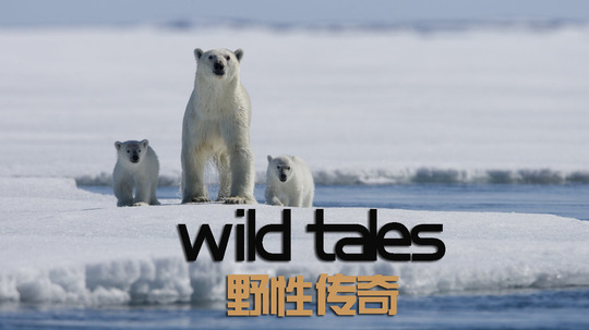 野性传奇（2008年电视剧）