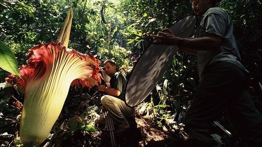 植物私生活（1995年电视剧）