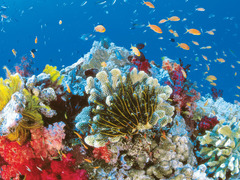 大堡礁上的生活