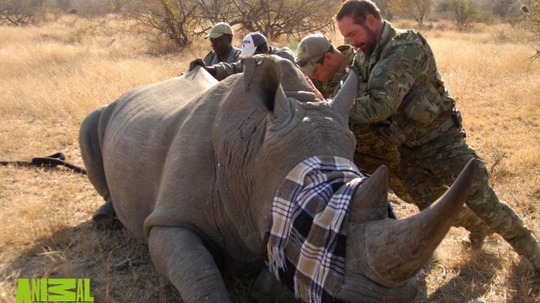 犀牛保卫战（2013年电视剧）