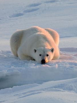 冰原上的北极熊