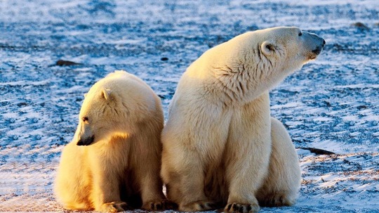 冰原上的北极熊（2015年电视剧）